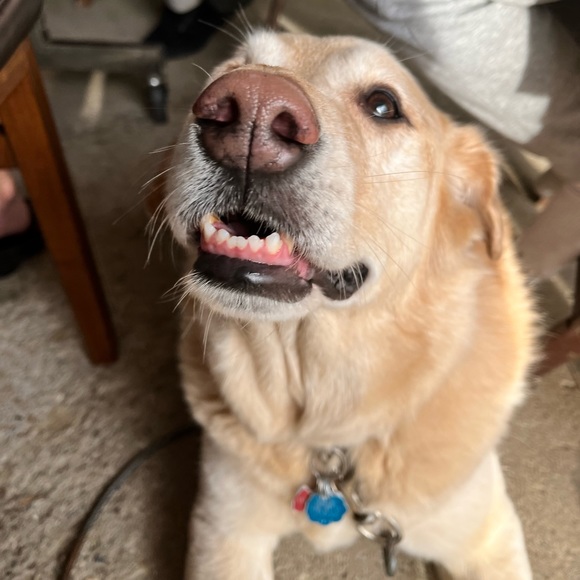 Meet your Posher, Alyssa - Picture 1 of 1